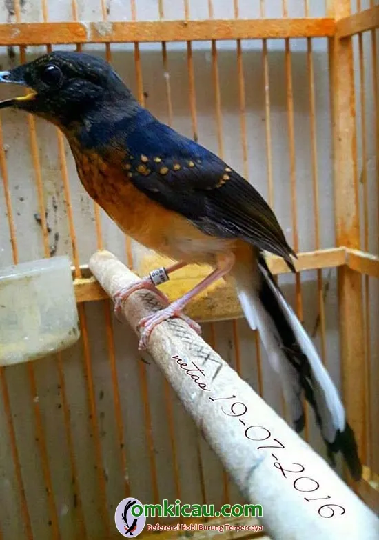 trotolan murai batu