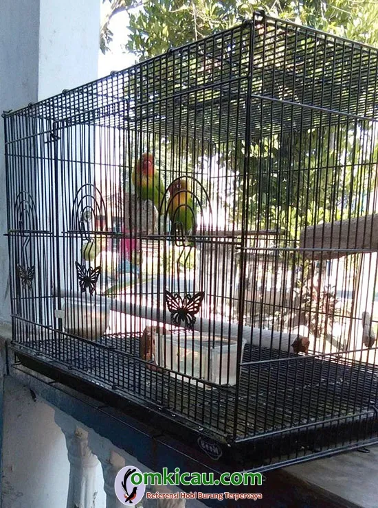 cara merawat burung lovebird