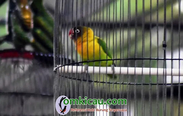 Lovebird Nuklir