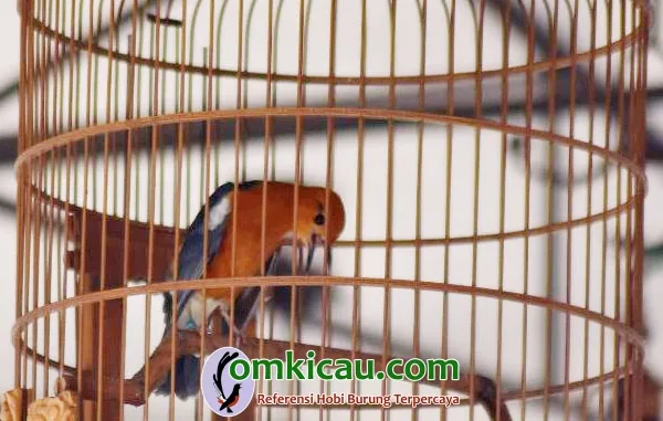 cara merawat burung anis merah