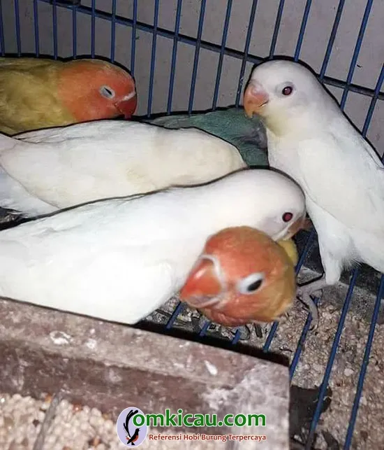 anakan lovebird