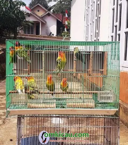 ternak lovebird