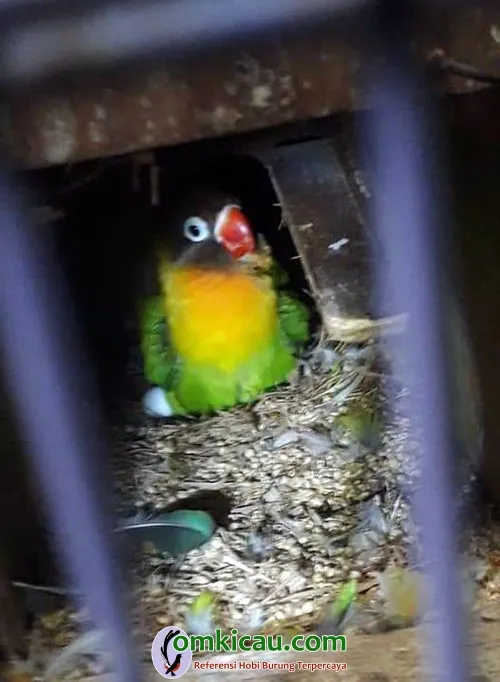 ternak lovebird