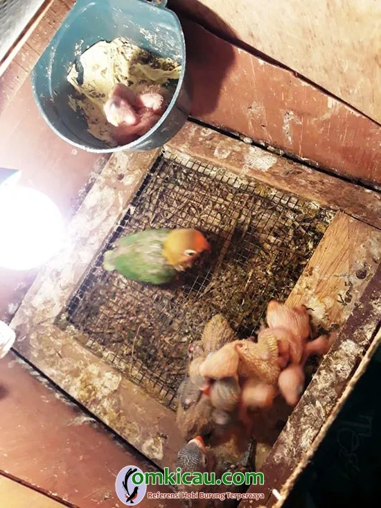 breeding lovebird