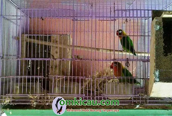 breeding lovebird
