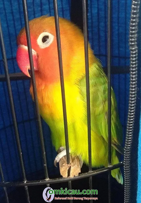 lovebird Centini Lovebird Centini Andalan Om Muji