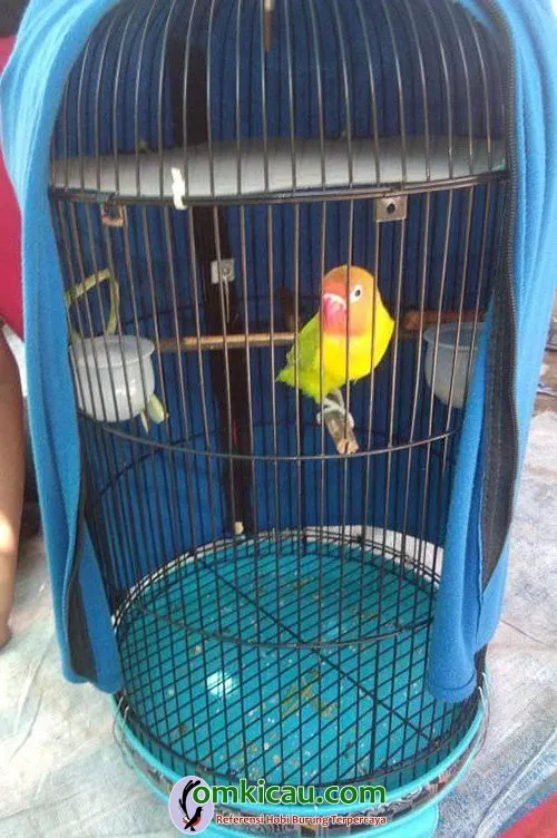perawatan lovebird
