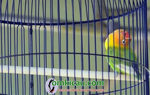 lovebird Utun