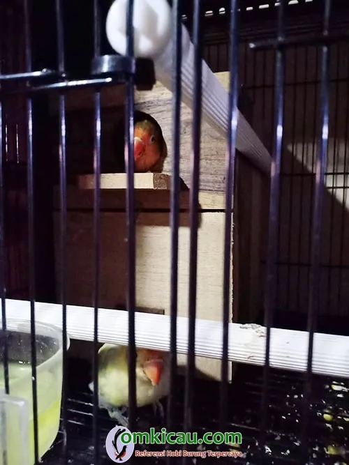 cara beternak burung lovebird