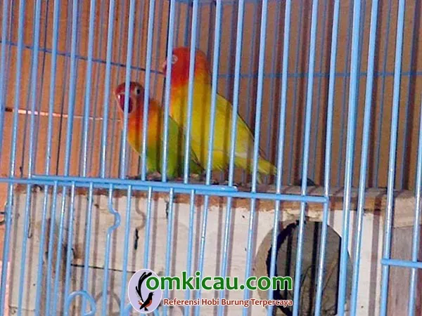 breeding lovebird RBF Tebo breeding lovebird RBF Tebo