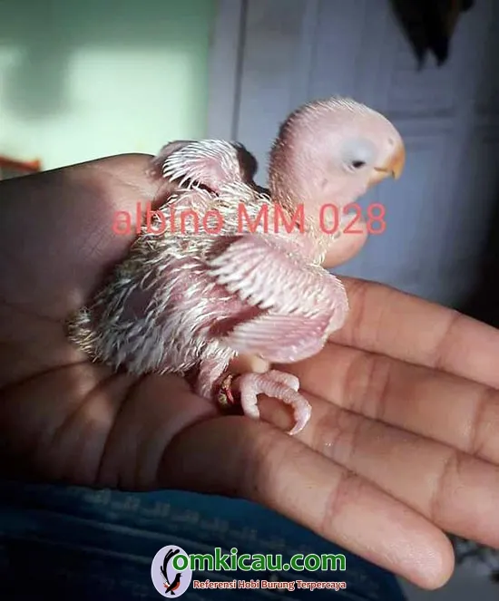 lovebird albino