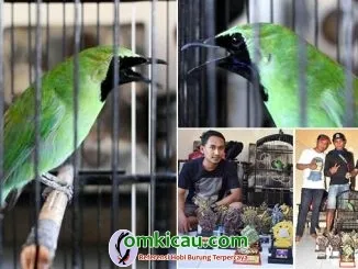 cucak ijo Sabdo Palon