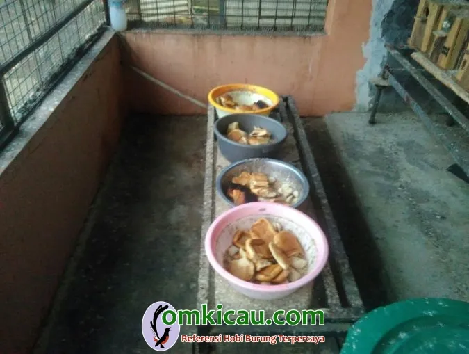 roti open pengganti milet pakan lovebird roti open pengganti milet pakan lovebird