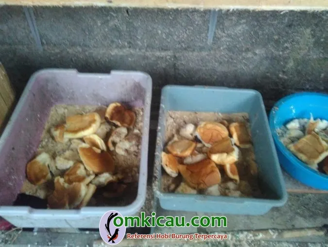 roti open pengganti milet pakan lovebird roti open pengganti milet pakan lovebird