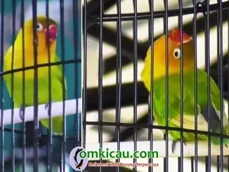 lovebird Utun