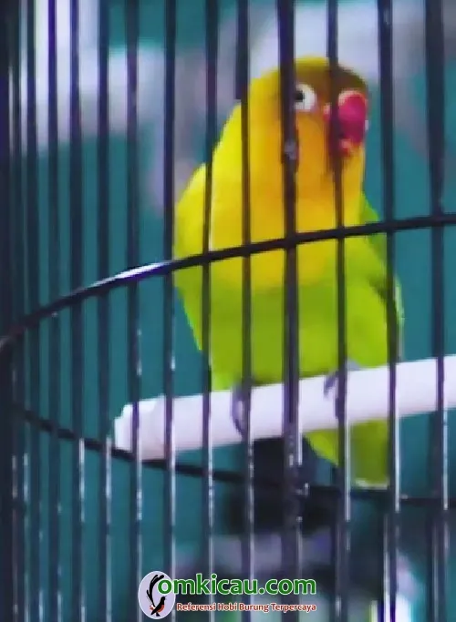 lovebird Utun