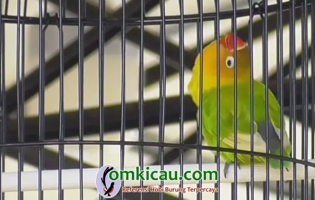 lovebird Utun lovebird Utun
