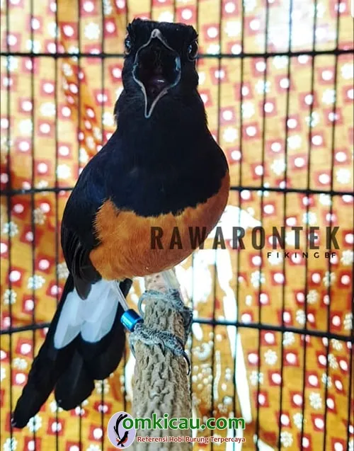 murai batu Rawa Rontek