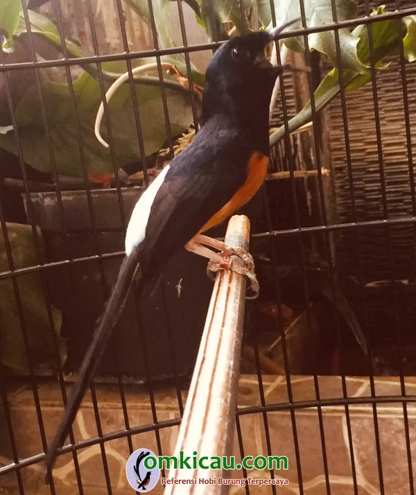 murai batu jawara