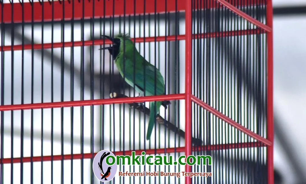 Godong Burung Jujur Dan Mudah Tampil