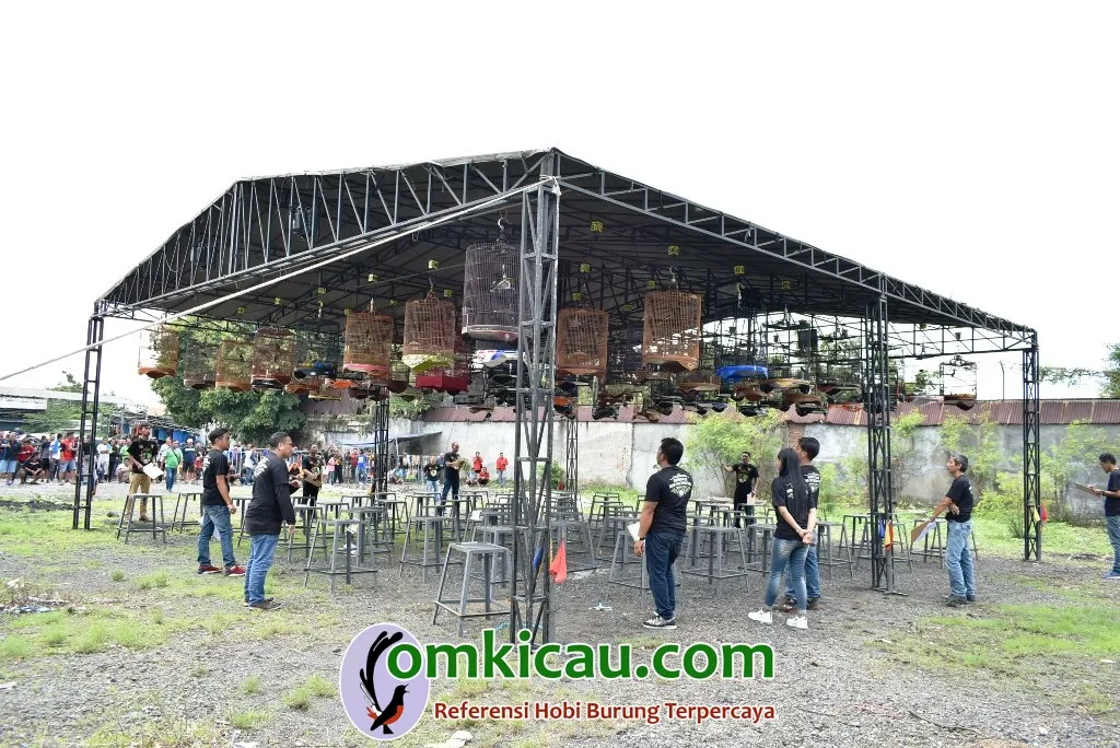 Penjurian Kelas Murai Batu