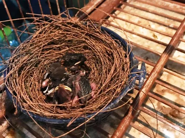 Trotolan Baru Di Panen Dan Dilakukan Rawatan Intensif