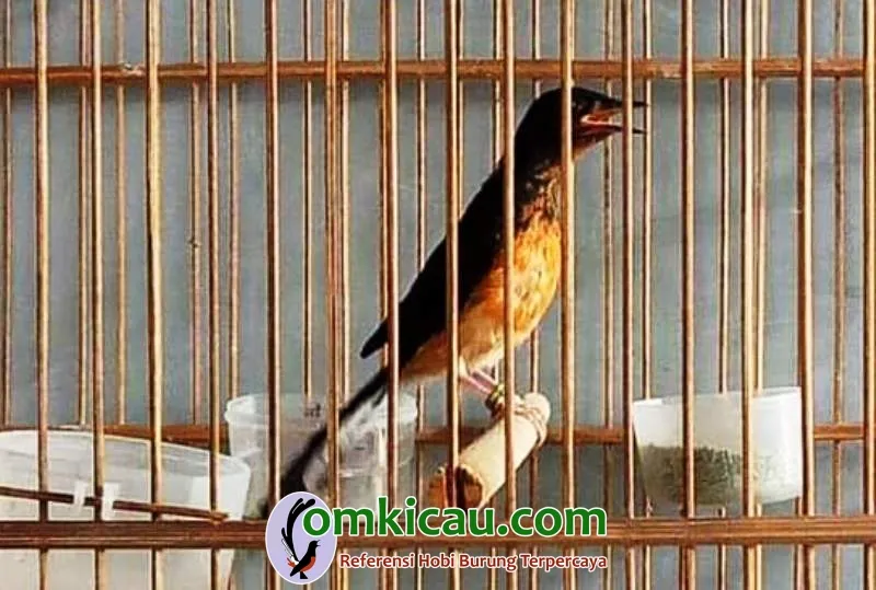 Murai Batu Trotol Spesial Dengan Katurangga Ideal