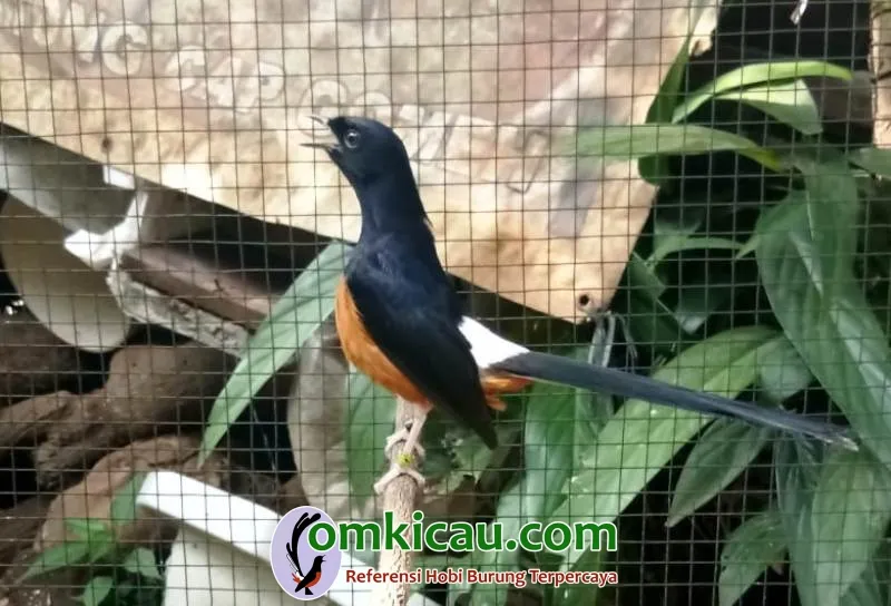 Murai Batu Usia 1x Mabung Hasil Breeding Tarmin BF