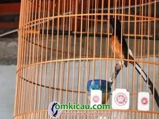 Rimba Sakti Memiliki Katurangga Ideal Sebagai Burung Petarung