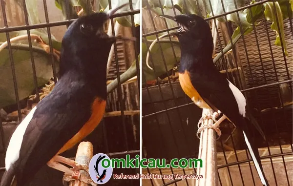 Tip Perawatan Murai Batu Jawara