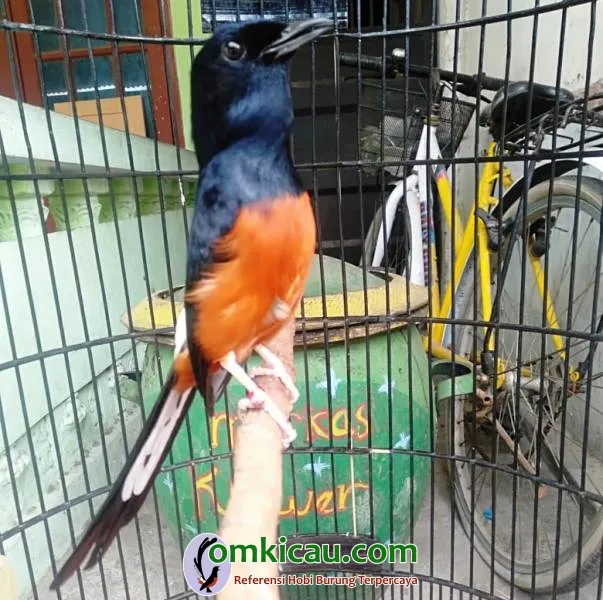 Banaspati Memiliki Katurangga Ideal Sebagai Burung Petarung.