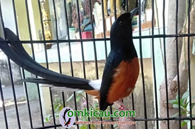 Daya Cengkram Yang Kuat Menandakan Burung Dalam Kondisi Prima.