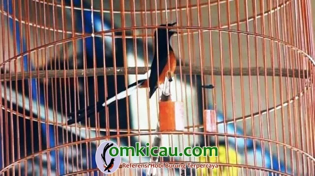 Slamet Tetap Stabil Main Sebanyak Tiga Sesi.