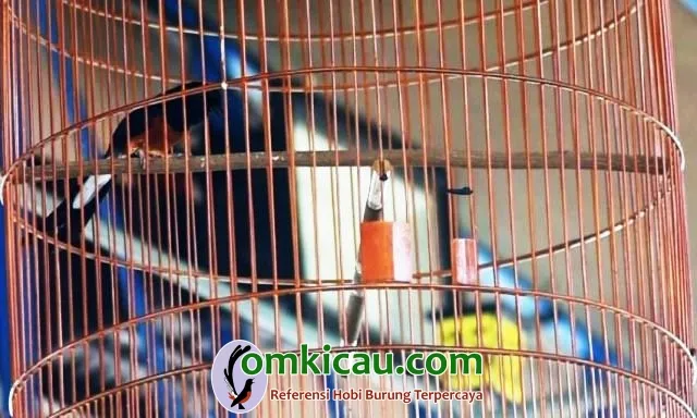 Tanpa Umbaran Kinerja Slamet Tetap Maksimal.