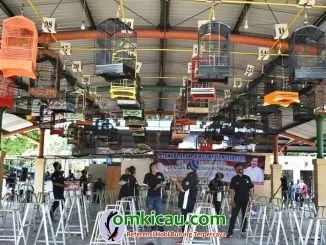 Penjurian Kelas Cucak Hijau.