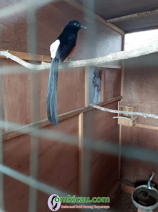Salah Satu Pejantan Murai Bordan Di Agus Bird Farm