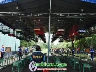 Penjurian Cucak Hijau