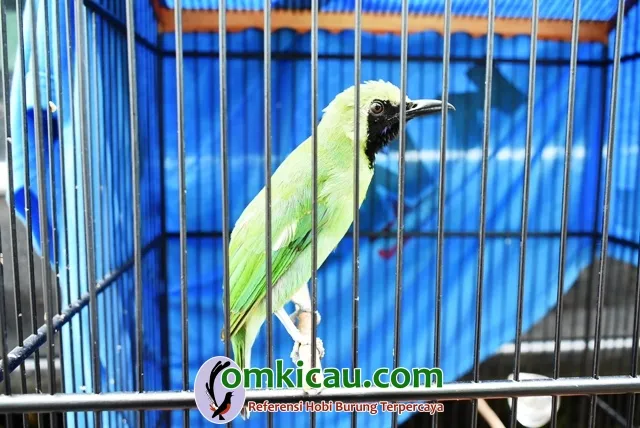 Cucak Hijau Rubicon Sukses Nyeri.