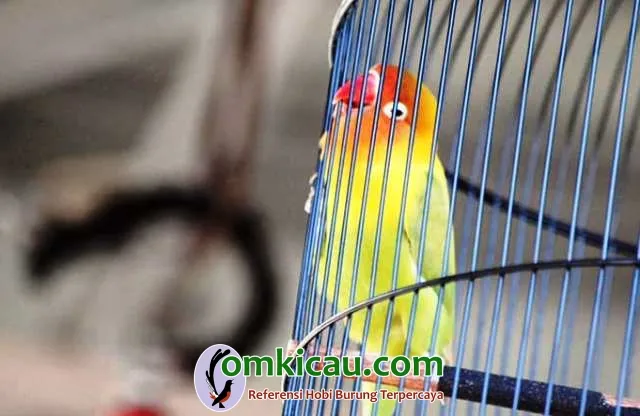 Lovebird Walang Sangit Sekali Ngekek Tembus Hingga Tiga Menit