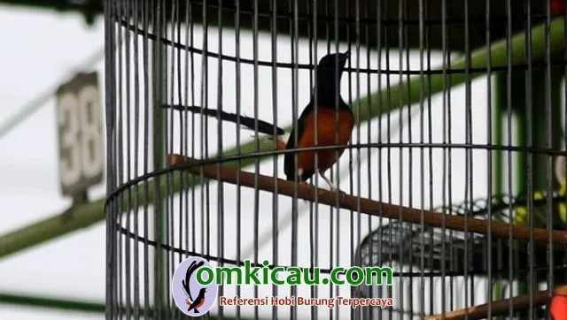 Tonjolan Cililin Dan Kolibri Menjadi Senjata Andalan