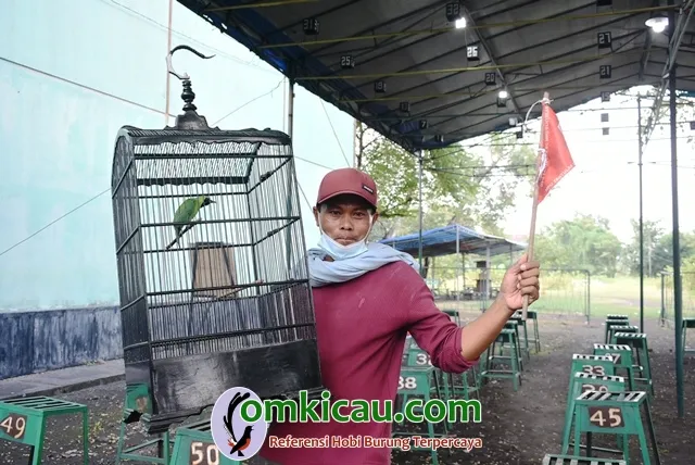 Cucak Hijau Purel Moncer Di Sesi D.