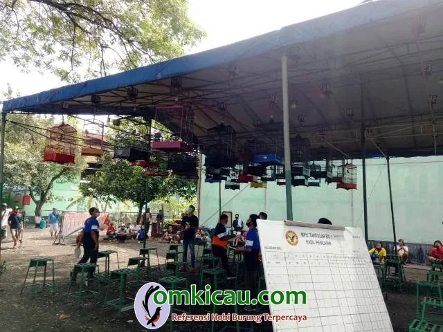 Susana Penjurian Kelas Cucak Hijau.