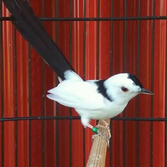 Murai Batu Blorok